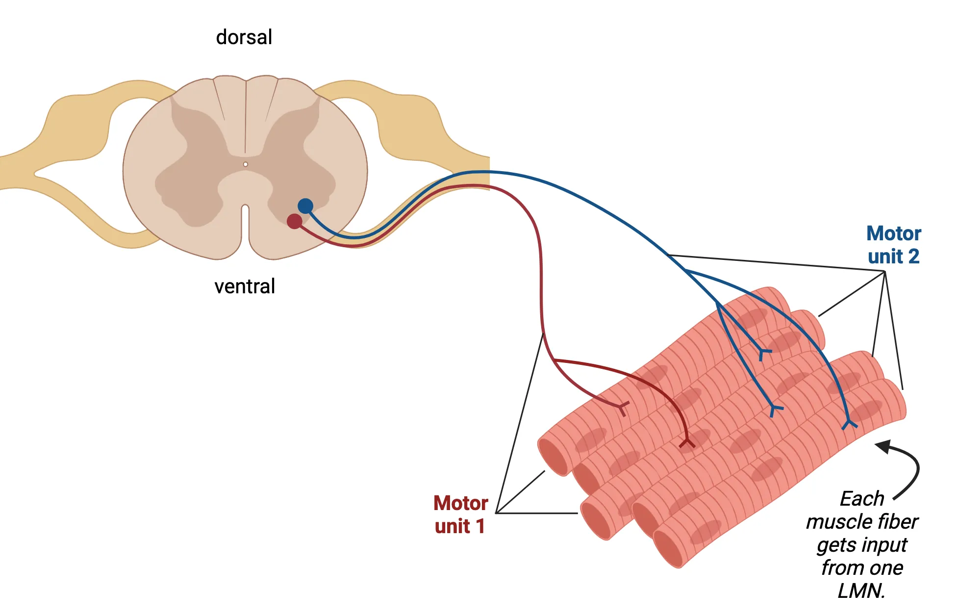 A diagram of a coronal section of spinal cord with neuronal cell bodies in the ventral grey matter. The neurons send axons out to a cluster of muscle fibers. Each axon contacts a unique set of muscle fibers.