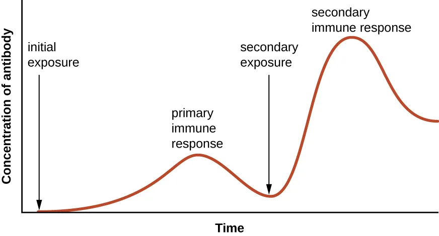 Primary and secondary immune responses. Description below.