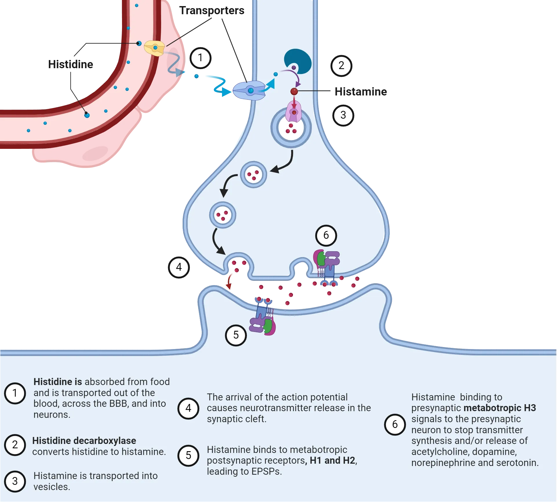 Diagram of a synapse showing histamine life cycle steps as described by text on slide. A blood vessel is also shown. Steps shown: 1) Histidine is absorbed from food and is transported out of the blood, across the BBB, and into neurons. 2) Histidine decarboxylase converts histidine to histamine. 3) Histamine is transported into vesicles. 4) The arrival of the action potential causes neurotransmitter release in the synaptic cleft. 5) Histamine binds to metabotropic postsynaptic receptors, H1 and H2, leading to EPSPs. 6) Histamine binding to presynaptic metabotropic H3 signals to the presynaptic neuron to stop transmitter synthesis and/or release of acetylcholine, dopamine, norepinephrine and serotonin.
