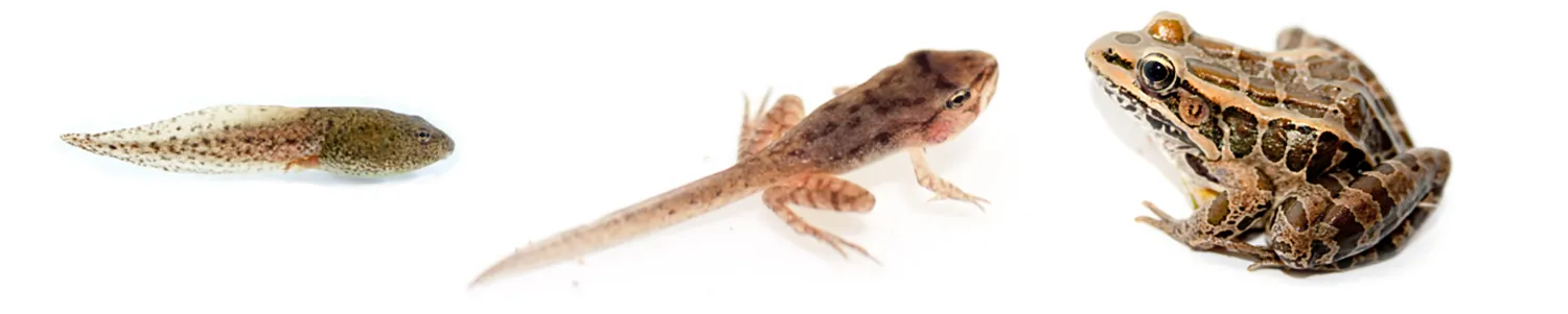 Photo A shows a tadpole. Photo b shows a frog that has developed legs but still has the tail of a tadpole. Photo C shows a fully grown frog.