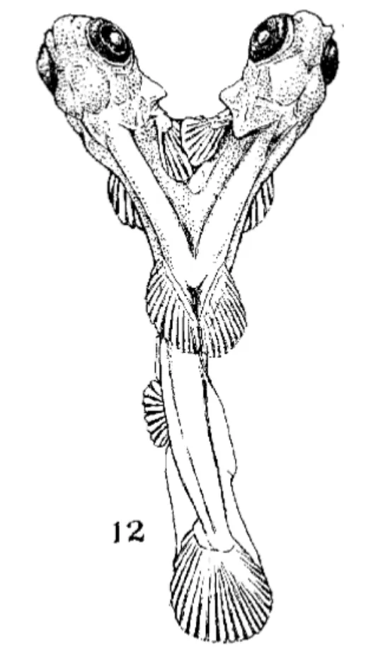 A black and white hand drawing of a fish-like creature with one tail but two heads.