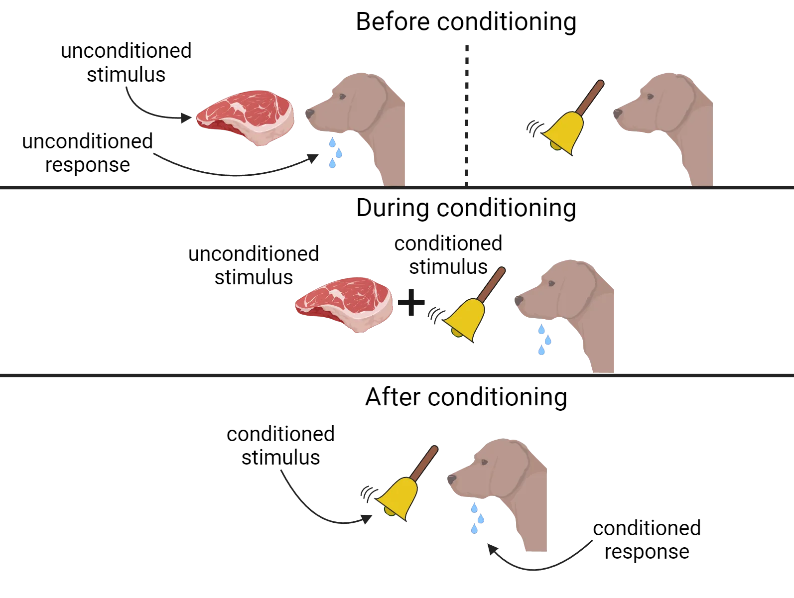 An illustration of the process of Pavlovian conditioning as described in the main text, showing a dog salivating (unconditioned and conditioned response), a bell (conditioned stimulus) and a raw steak (unconditioned stimulus). Before conditioning, the steak causes salivation, and the bell does nothing. During conditions, the bell is rung when steak is presented (and the dog salivates). After conditioning the bell alone causes salivation.