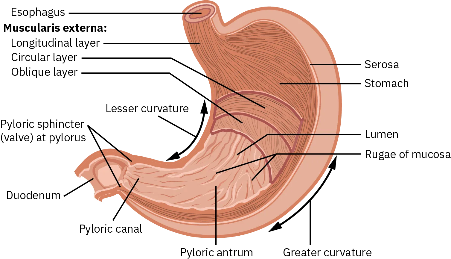 This image shows a cross-section of the stomach. The esophagus is the opening at the top of the stomach, while the duodenum is the opening at the bottom.