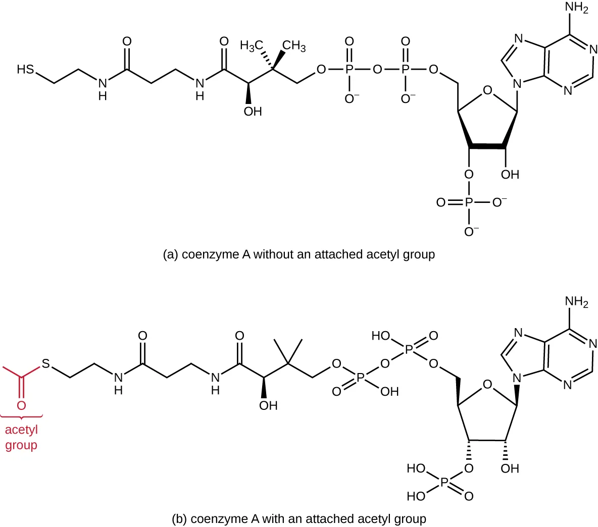 Coenzyme A. Description below.