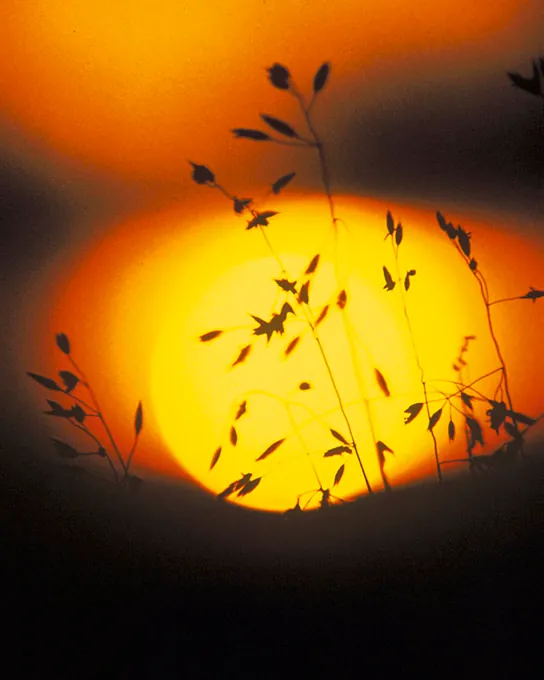 A photo shows the silhouette of a grassy plant against the sun at sunset.