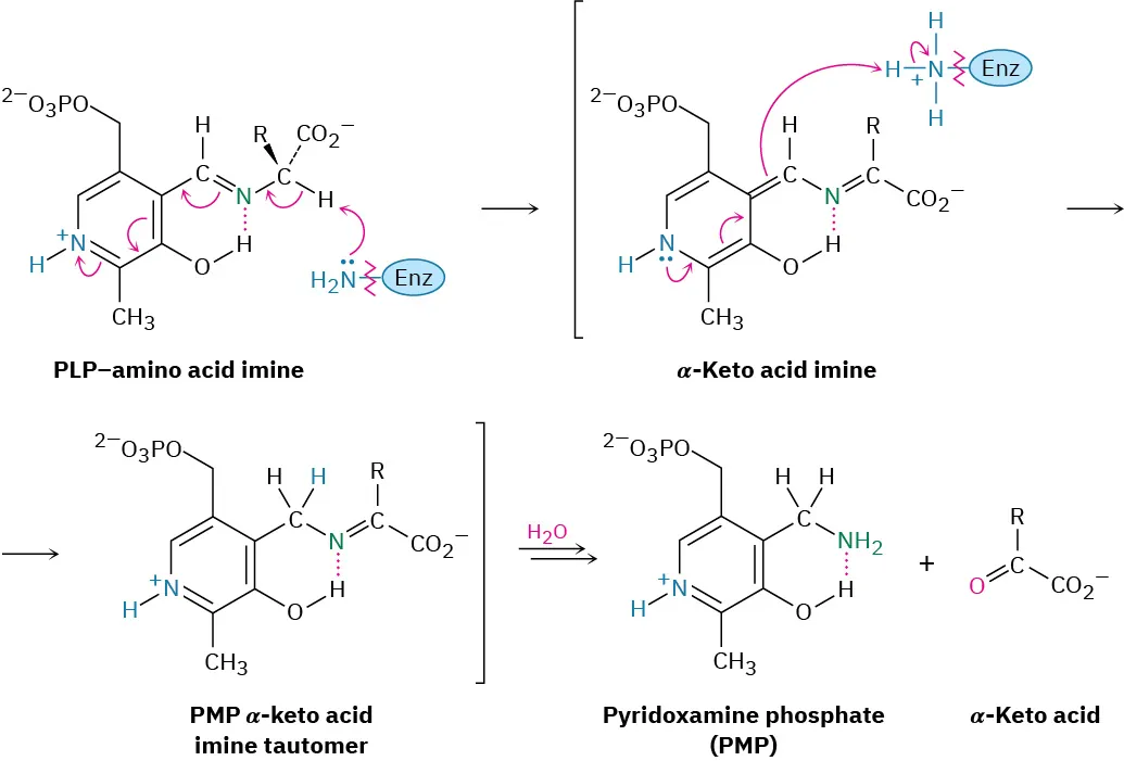 PLP-amino acid imine reacts with an amino-bound enzyme to form an alpha-keto imine, which isomerizes to an imine tautomer, upon hydrolysis provided  pyridoxamine phosphate and an alpha-keto acid.