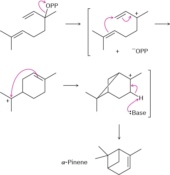 O P P releases from linalyl diphosphate leading to a carbocation intermediate. The double bond shifts to form another carbocation. The base reacts with carbocation to form alpha-pinene.
