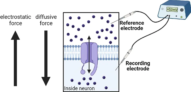 Right: arrows show direction of electrostatic and diffusive force at equilibrium; electrostatic out balances diffusive in. Left: Diagram of reference and recording electrodes placed outside and inside a cell membrane. Ions are shown inside and outside the cell. No net movement shown.