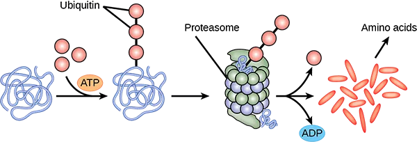 Multiple ubiquitin groups combine to bind to a protein. The tagged protein is then fed into the hollow tube of a proteasome. The proteasome degrades the protein. This produces ADP and amino acids, and the ubiquitin is also released.