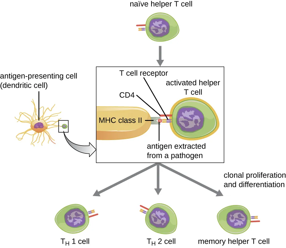 T Cell activation. Description below.