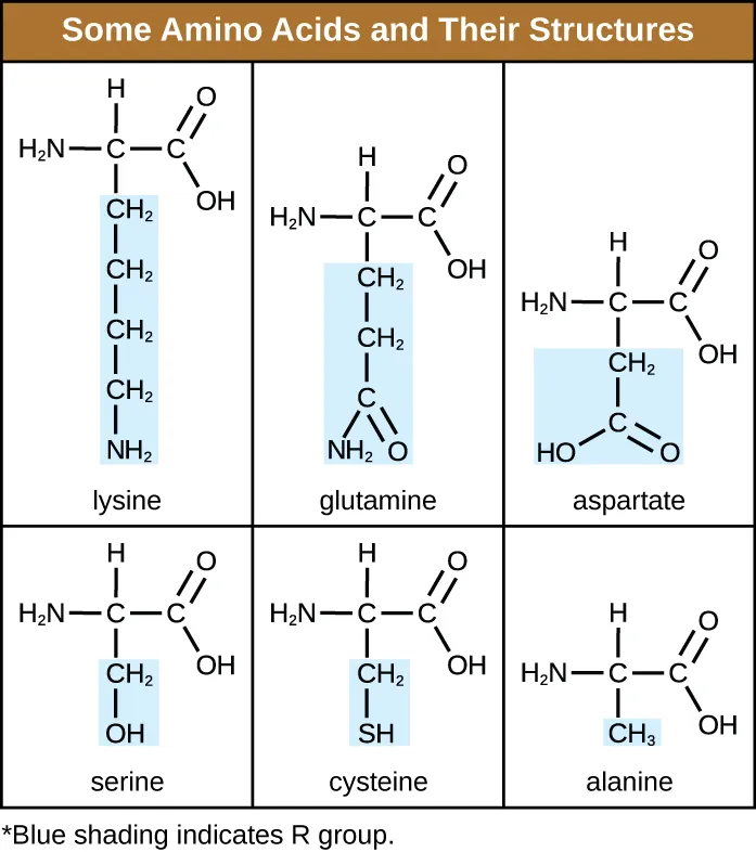 Some amino acids and their structures. Description below.