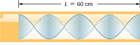 Rysunek fali w rurze o długości 60 centymetrów. Wzdłuż rury powstają dwie długości fali. Maksymalne wychylenie cząsteczek powietrza ma miejsce na końcu rury.