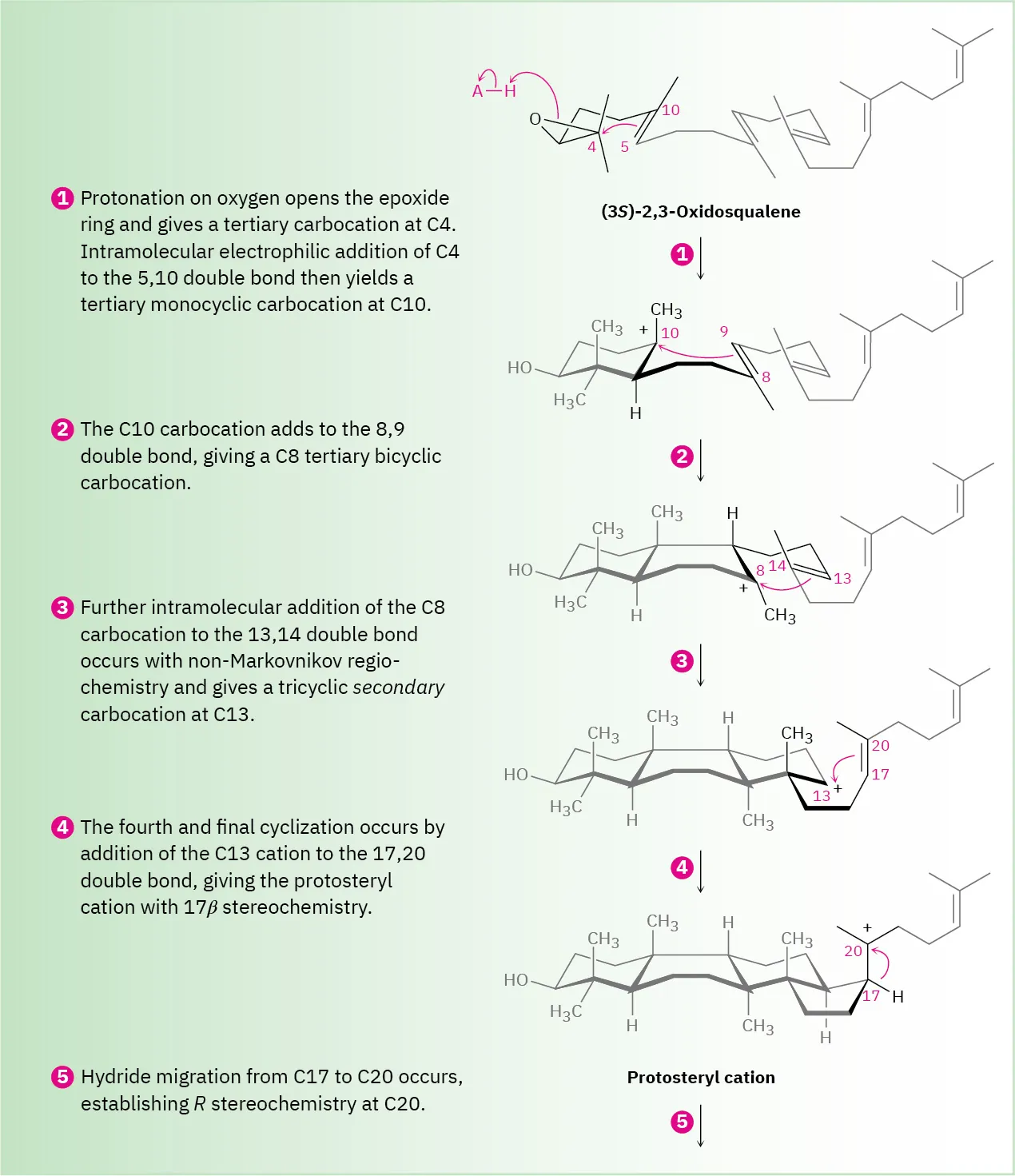 A four-step reaction mechanism in the formation of protosteryl cation from (3 S)-2,3-oxidosqualene.