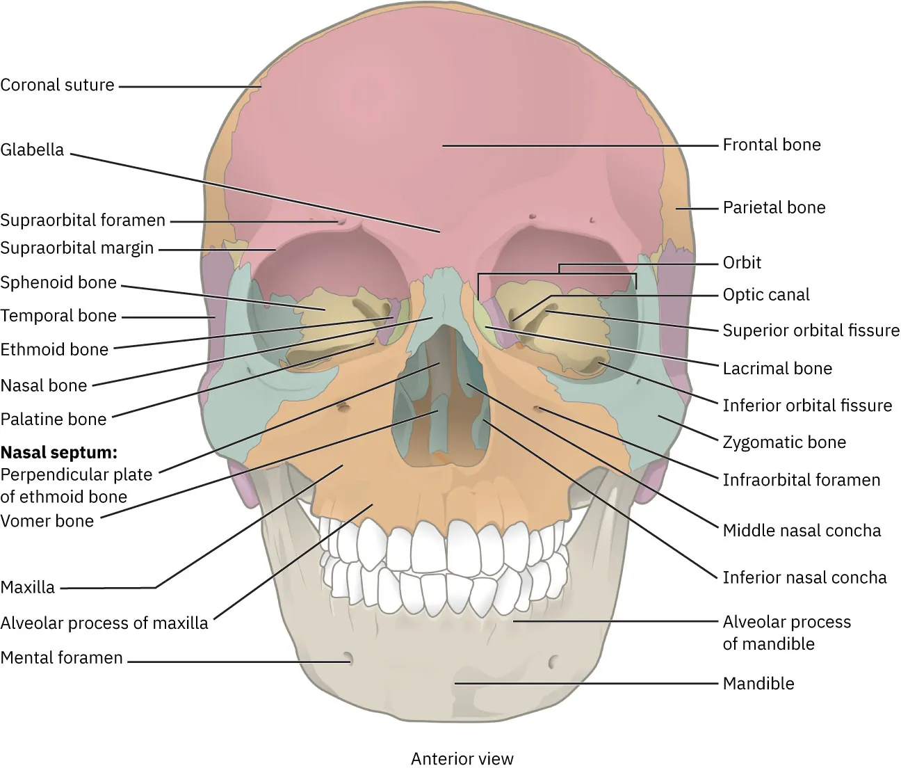 A diagram of the anterior view of the cranium.