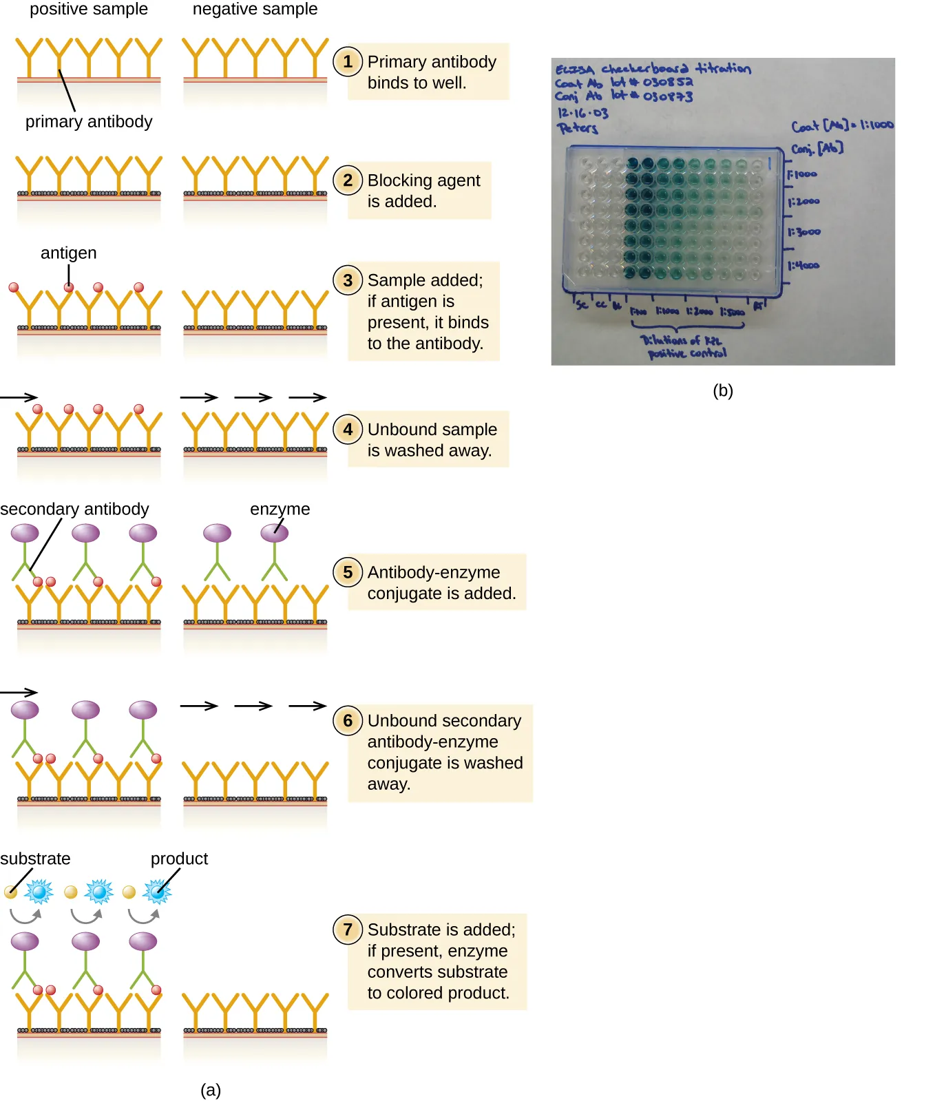 ELISA assay. Description below.