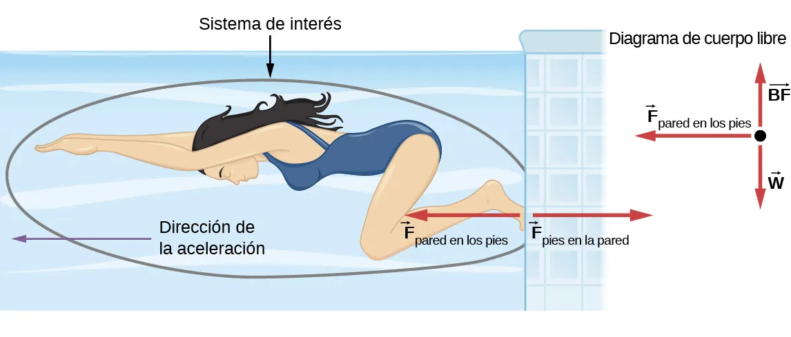 La figura muestra a una nadadora que se impulsa desde una pared con los pies. La dirección de la aceleración es hacia la izquierda. La fuerza F subíndice pies en la pared apunta a la derecha y la fuerza F subíndice pared en los pies apunta a la izquierda. La nadadora está encerrada en un círculo y el mismo está marcado como el sistema de interés. Esto no incluye la pared, ni la fuerza F subíndice pies en la pared. Un diagrama de cuerpo libre muestra el vector w que apunta hacia abajo, el vector BF apunta hacia arriba y el vector F subíndice pared en los pies apunta a la izquierda.