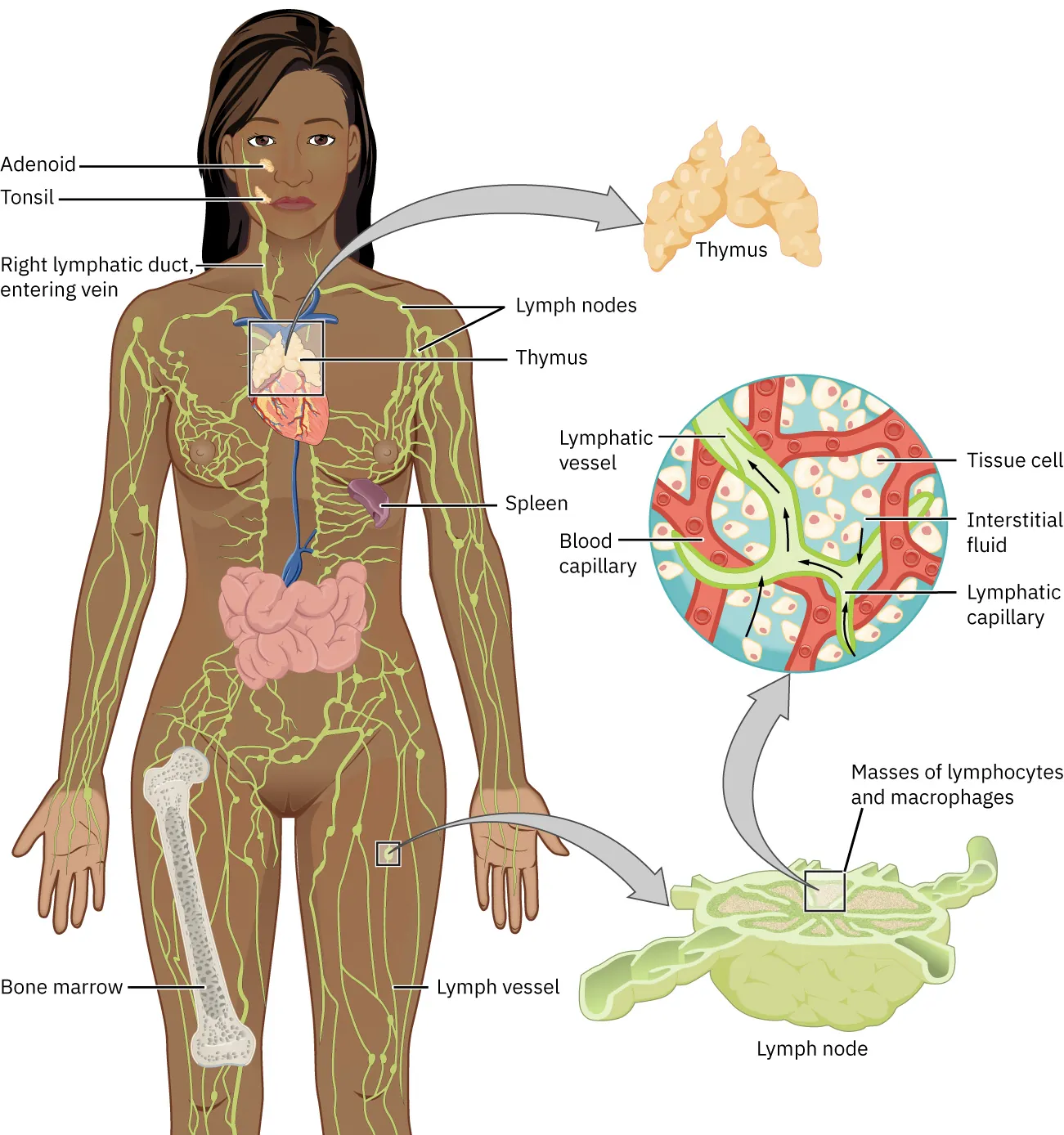 The image illustrates the lymphatic system of a woman, highlighting various components such as the lymph nodes, thymus, spleen, lymph vessels, and bone marrow. It also includes detailed insets showing the structure of a lymph node and the flow of lymphatic fluid through lymphatic vessels and capillaries. Labels point to the adenoid, tonsil, right lymphatic duct, and other parts of the system, providing a comprehensive view of how lymphocytes and macrophages circulate and function within the body.