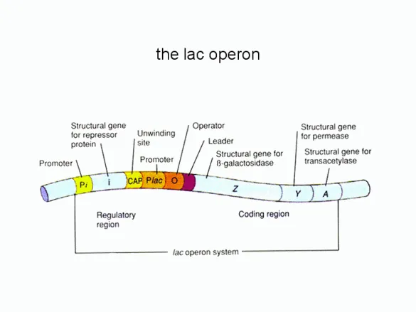 A figure shows a horizontal cylindrical structure labeled the lac operon with a bracketed region labeled, lac operon system. This bracketed region contains segments that are labeled and described with adjacent text. The bracketed region is divided into two halves: the left-hand regulatory region and the right-hand coding region. From left to right, the labeled segments are as follows: a short segment labeled P subscript italicized i accompanied by text reading, promoter; a longer segment labeled i accompanied by text reading, structural gene for repressor protein; a short region labeled C A P accompanied by text reading, unwinding site; a short segment labeled P subscript italicized l a c accompanied by text reading, promoter; a short segment labeled O accompanied by text reading, operator; a small segment accompanied by text reading, leader; a long segment labeled Z accompanied by text reading structural gene for beta-galactosidase; a shorter segment labeled Y accompanied by text reading structural gene for permease; and a similar segment to Y labeled A and accompanied by text reading structural gene for transacetylase.