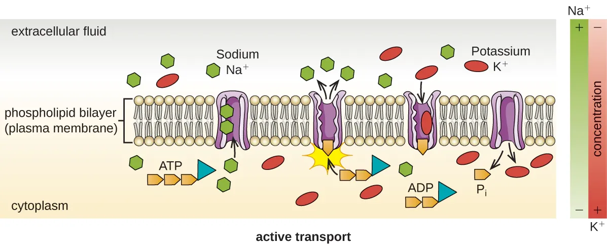 Active Transport. Description below.