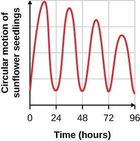 The graph plots the circular motion of sunflower seedlings on the y-axis versus time from 0 to 96 hours on the x-axis. The plot line forms a wave with peaks at approximately 12, 36, 60, and 84 hours and valleys at approximately 24, 48, 72, and 96 hours. The peaks gradually decline over time, while the valleys remain relatively the same.