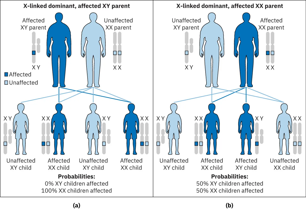 This image shows the generations resulting from an X-linked dominant, affected XY parent in the top panel and the generations resulting from an X-linked dominant, affected XX parent in the bottom panel.