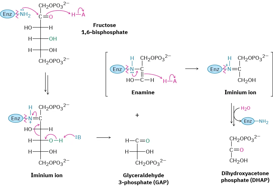 Fructose-1,6-bisphosphate forms an iminium ion that leads to glyceraldehyde-3-phosphate and an enamine, the enamine isomerizes to an iminium ion , which is protonated  by H-A to form dihydroxyacetone phosphate.
