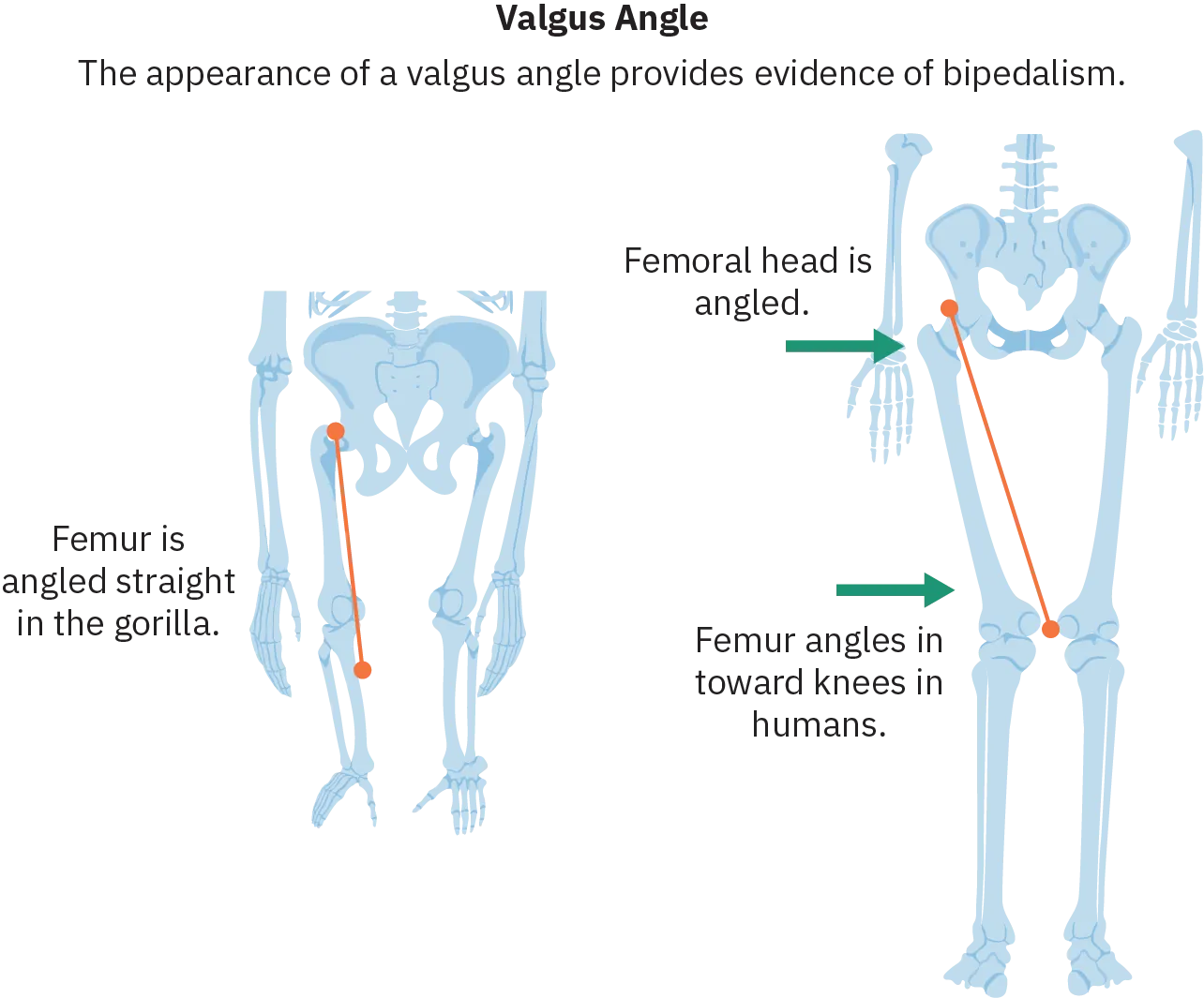 Sketches of the hips and legs of two different species. On the left is a skeleton with long arms and short legs that extend straight down from the hips. A line traces the femur (upper leg bone) and the related text reads “Femur is angled straight in the gorilla.” On the right is a human skeleton. The femurs on this skeleton angle inward, with the knees closer together than the hip sockets. Text pointing to the hip reads “Femoral head is angled.” Text pointing to the femur reads “Femur angles in towards knees in humans.”