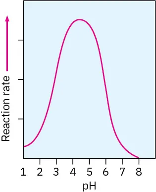 A pH versus reaction rate graph. pH values range from 1 to 8. A sharp bell curve peaks at pH 4.5.