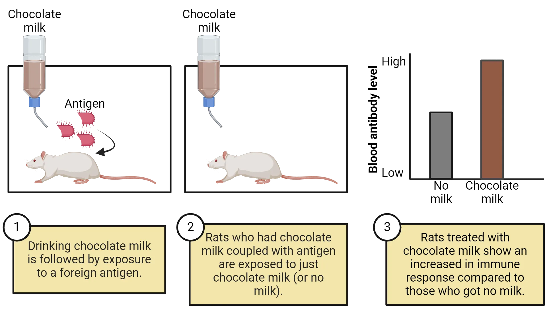 Diagram of experiment with rats getting chocolate milk followed by exposure to a foreign antigen then being exposed later to just chocolate milk or no milk. A bar graph of blood antibody level (y-axis, low to high) versus treatment (no milk, chocolate milk) shows that rats treated with chocolate milk show an increased in immune response compared to those who got no milk.