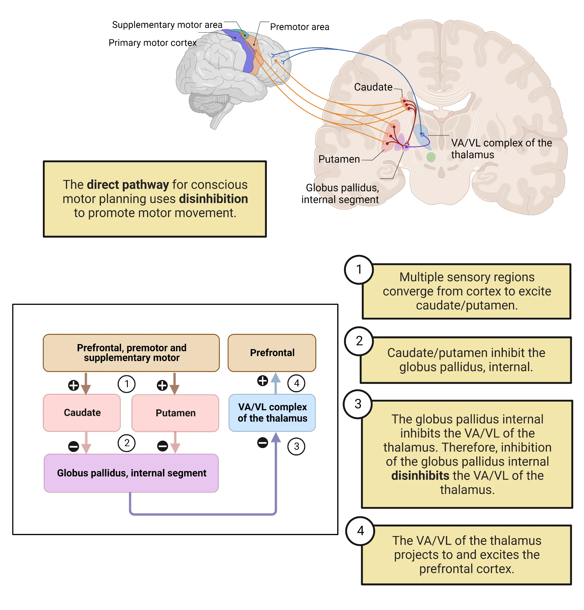 Top: A diagram of a coronal slide of a human brain showing direct pathway from striatum to VA/VL complex of thalamus. Inputs to pathway come from a separate surface view of human brain, showing origins in supplementary motor and premotor areas. Outputs also terminate on cortex surface in similar areas. Bottom: A flow diagram of connections of the direct pathway.