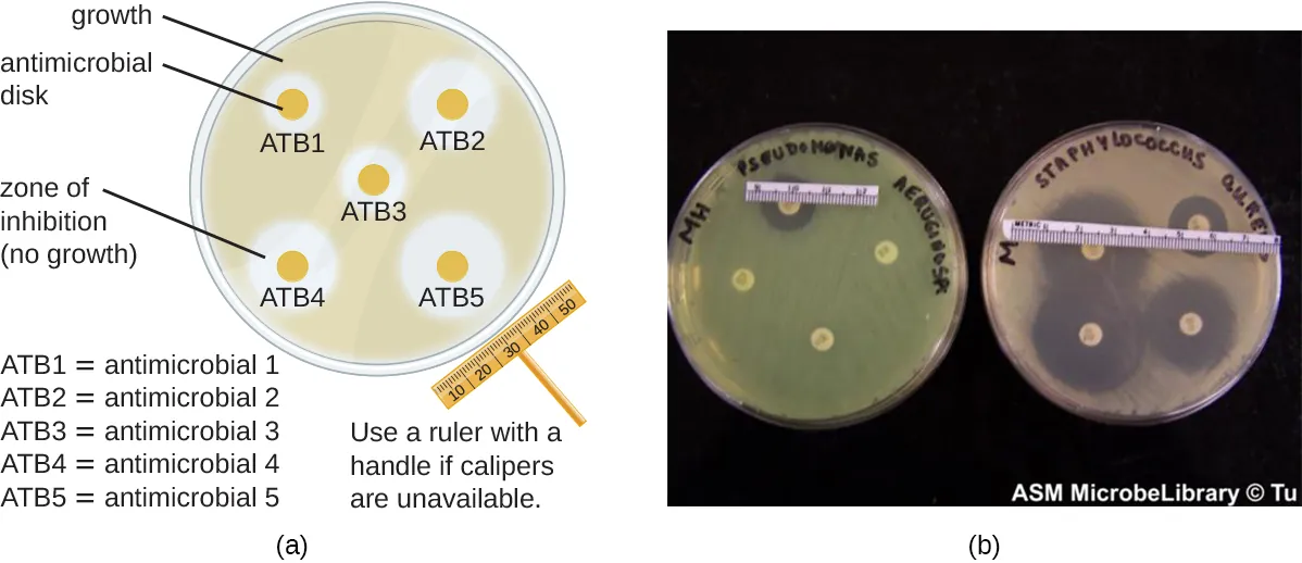 Disk diffusion assay. Description below.