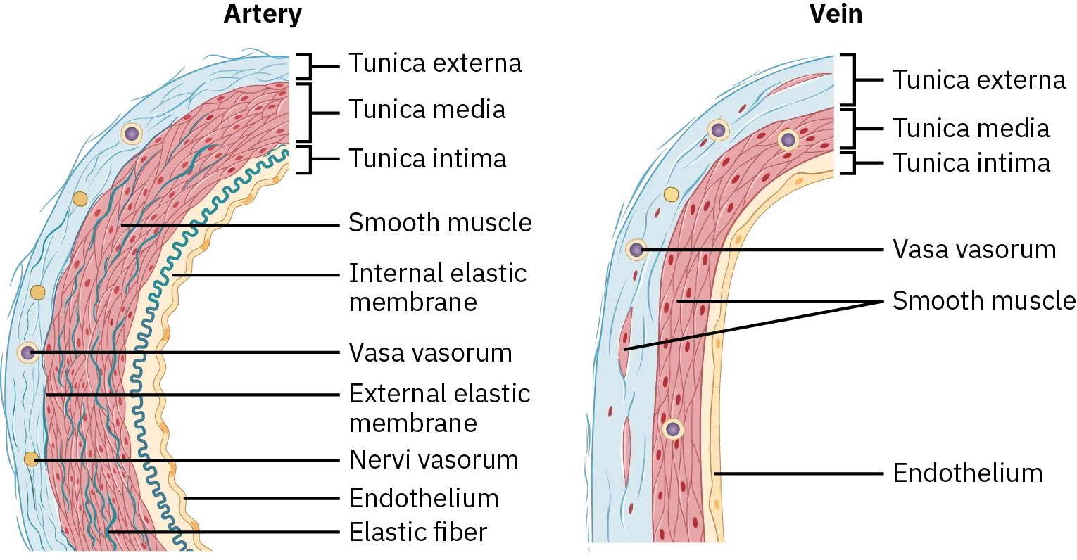 The cross sections of an artery and vein show the different elements of an artery and vein. Both arteries and veins have tunica externa, tunica media, tunica intima, smooth muscle, vasa vasorum, and endothelium.  An artery also has an internal elastic membrane, external elastic membrane, nervi vasorum, and elastic fiber.