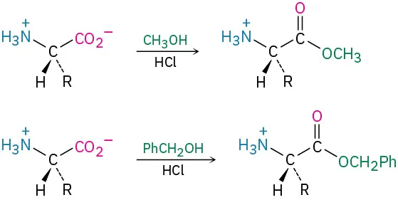 An amino acid reacts with methanol and hydrochloric acid to form a methyl ester. The same reactant reacts with benzyl alcoholand hydrochloric acid to form a benzyl ester.