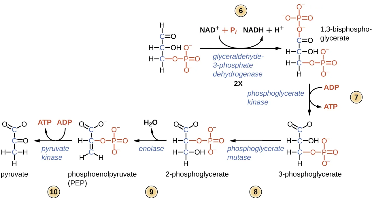 Diagram of the second half of glycolysis. Description below.