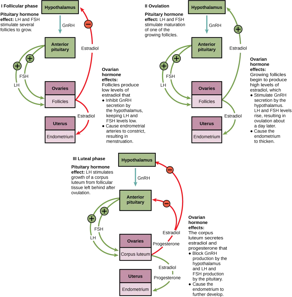 Hormone levels during the follicular phase, ovulation, and the luteal phase are compared. During the follicular phase, L H and F S H secreted from the pituitary stimulate several follicles to grow. The follicles produce low levels of estradiol that inhibit G n R H secretion by the hypothalamus, keeping L H and F S H levels low. Low levels of estradiol also cause the endometrial arteries to constrict, resulting in menstruation. During the time leading up to ovulation, L H and F S H stimulate maturation of one of the follicles. The growing follicle begins to produce high levels of estradiol, which stimulates G n R H secretion by the hypothalamus. As a result, L H and F S H levels rise, resulting in ovulation about a day later. Estradiol also causes the endometrium to thicken. After ovulation, the ovarian cycle enters the luteal phase. L H from the pituitary stimulates growth of the corpus luteum from the ruptured follicle. The corpus luteum secretes estradiol and progesterone that block G n R H production by the hypothalamus and L H and F S H production by the pituitary. Estradiol and progesterone also cause the endometrium to further develop.