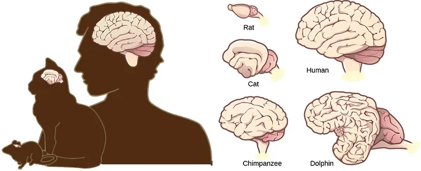 Illustrations shows that brains increase in size and amount of cortical folding from rat to cat to chimpanzee to human to dolphin.