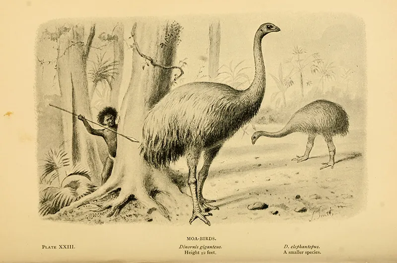 A person hides behind a tree aiming a long spear at a large bird standing in front of the tree.