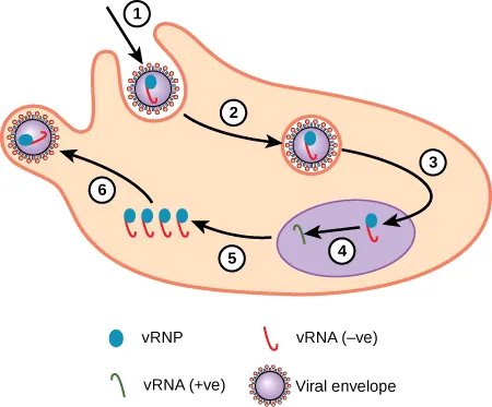 A colored illustration of the Influenza A virus entering a host cell, replicating, and leaving the cell. The whole process is denoted by six steps.