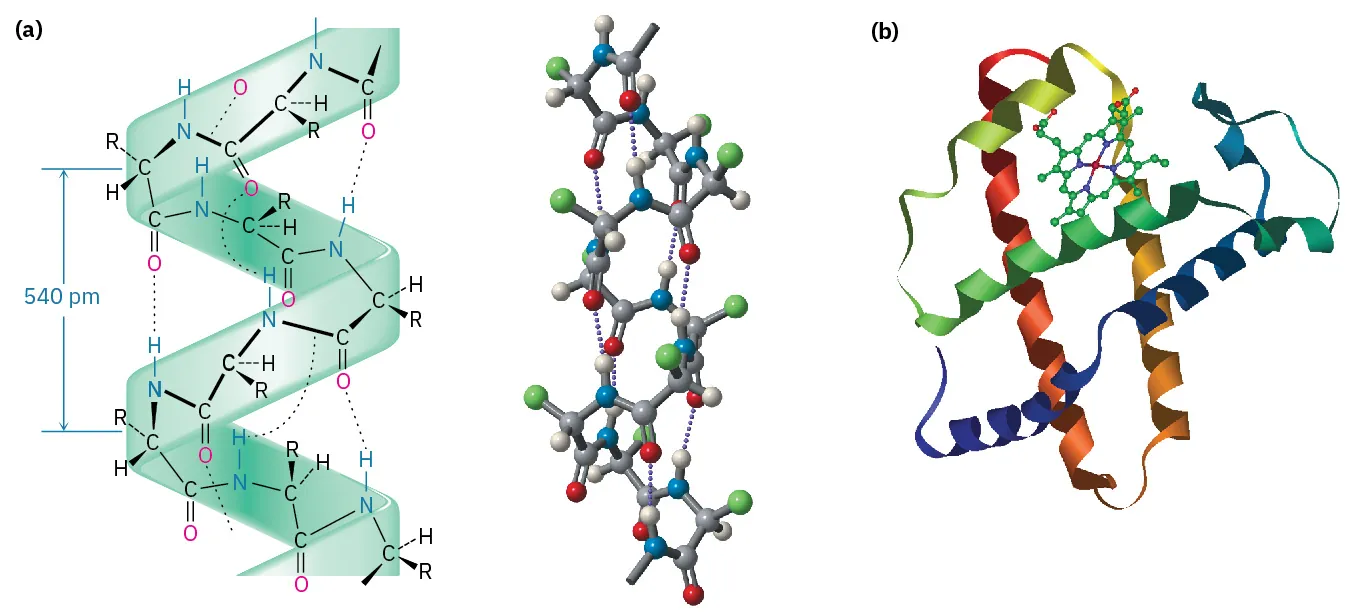 Part (a) shows the alpha-helical secondary protein structure followed by its ball-and-stick model. Part (b) shows the structure of myoglobin that has coiled green, blue, red, and yellow ribbons.