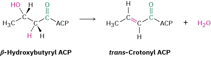 In a reaction, beta-hydroxybutyryl A C P forms trans-crotonyl A C P and water.
