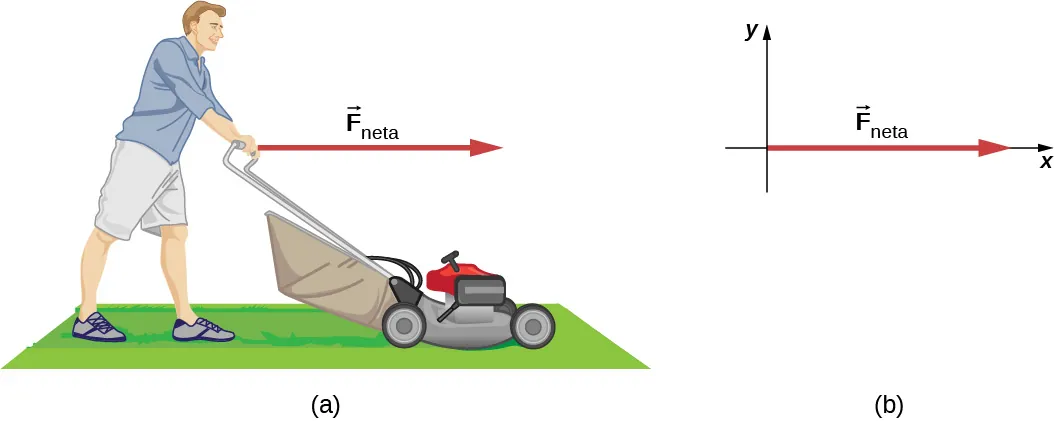 La Figura a muestra a una persona que utiliza un cortacésped en un césped. La fuerza F neta apunta a la derecha, desde las manos de la persona. La Figura b muestra la fuerza F neta a lo largo del eje de la x positiva.