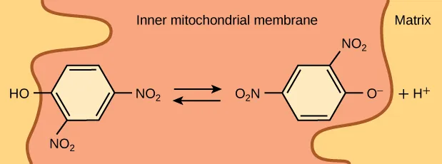 The figure shows an orange matrix outside of a dark orange inner mitochondrial membrane. Inside the inner mitochondrial molecule is a hexagon with alternating double-lined and single-lined sides. The top, lower right, and lower left sides of the hexagon are double lines. The rest are single lines. The rightmost point on the hexagon is connected by a single line to NO2, the  lower left point is connected by a single line to NO2, and the leftmost point is connected to OH. There is a two-way arrow between this molecule and a second hexagonal molecule. This second molecule has alternating double lines on the top left side, the top right side, and the bottom. The rest of the sides are singe lines. The leftmost point has a single line connected to O2N, the top right point is connected by a single line to NO2, and the rightmost point is connected by a single line to O-. After this molecule there is a plus sign followed by an H+. The H+ falls inside the Matrix.