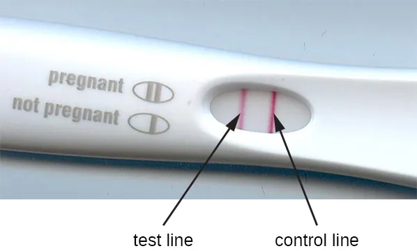 A pregnancy test stick with 2 red lines. Description below.