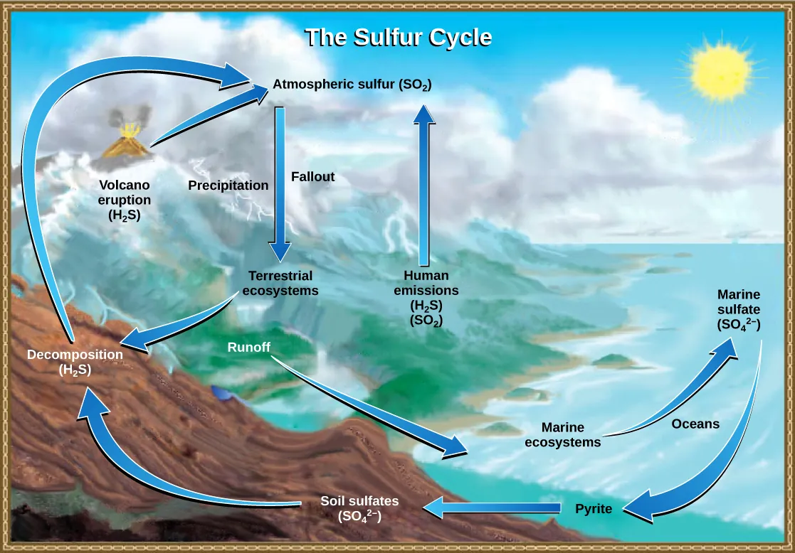 This illustration shows the sulfur cycle. Sulfur enters the atmosphere as sulfur dioxide, or upper S upper O 2, via human emissions, decomposition of upper H 2 upper S, and volcanic eruptions. Precipitation and fallout from the atmosphere return sulfur to the Earth, where it enters terrestrial ecosystems. Sulfur enters the oceans via runoff, where it becomes incorporated in marine ecosystems. Some marine sulfur becomes pyrite, which is trapped in sediment. If upwelling occurs, the pyrite enters the soil and is converted to soil sulfates.