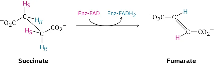 Succinate is reduced by an enzyme-bonded flavin adenine dinucleotide to fumarate.