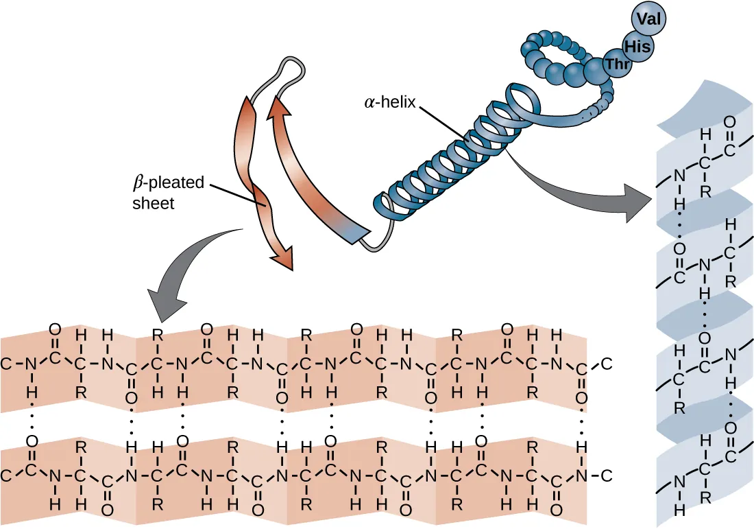 The secondary structure of a protein. Description below.