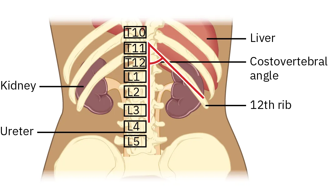 A cross section of an abdomen shows the kidneys, ribs, and vertebrae.  Where the twelfth rib intersects with the spinal column is the costovertebral angle.