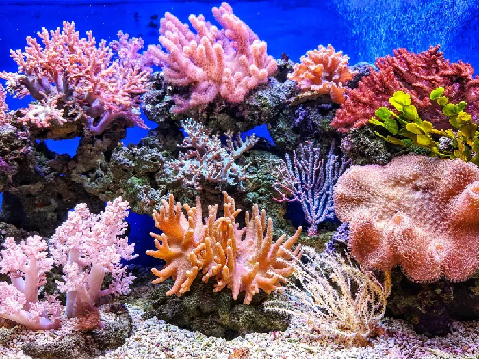 Colorful marine corals that secrete organohalogen compounds.