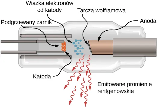 Szkic lampy rentgenowskiej. Na jednym końcu znajduje się włókno lampy, które jest ogrzewane i spełnia rolę katody emitującej wiązkę elektronów. Elektrony są przyspieszane w kierunku tarczy wolframowej, połączonej z anodą. Promienie X są emitowane z tarczy.