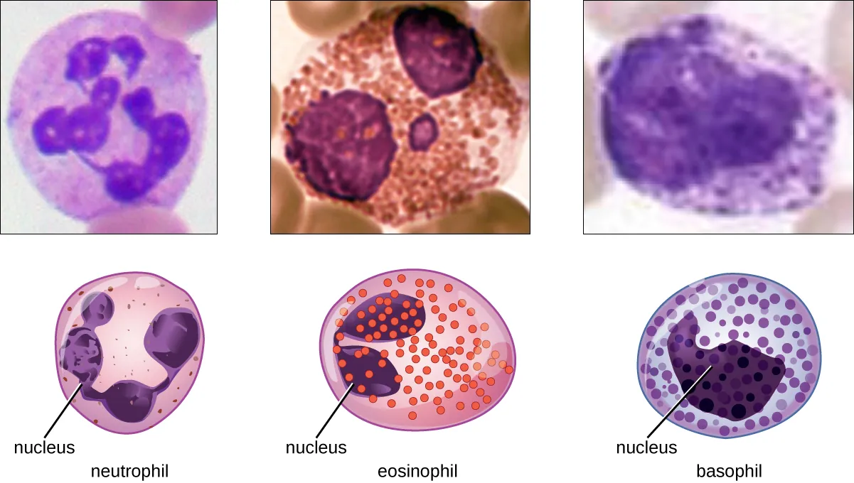 Granulocytes. Description below.